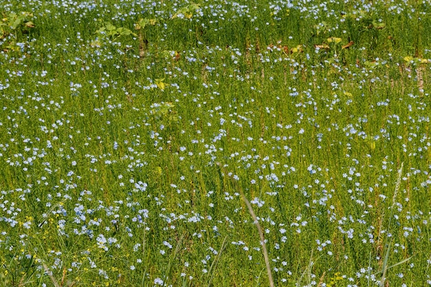 Field of common linen or flax linum usitatissimum