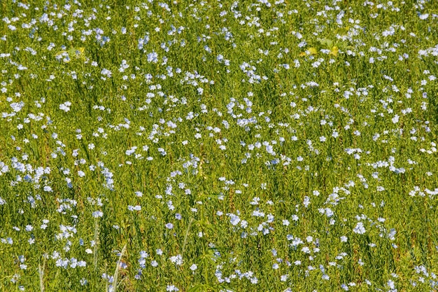 Field of common linen or flax linum usitatissimum