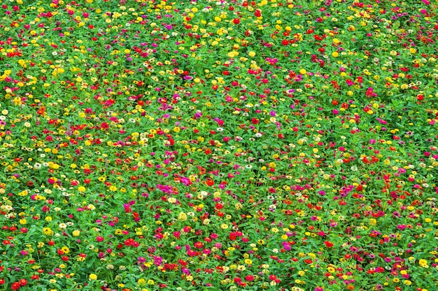 Field Common Zinnia (elegant zinnia) beautifully in the garden.