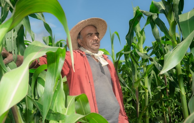 Field Connection Portrait of a Latino Farmer Embracing His Corn Crop