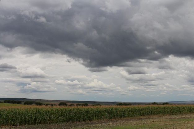 トウモロコシ畑と雲