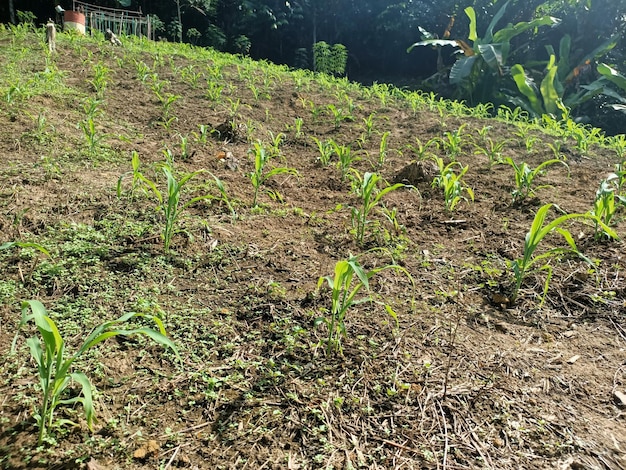 A field of corn is on a hill with a fence in the background.