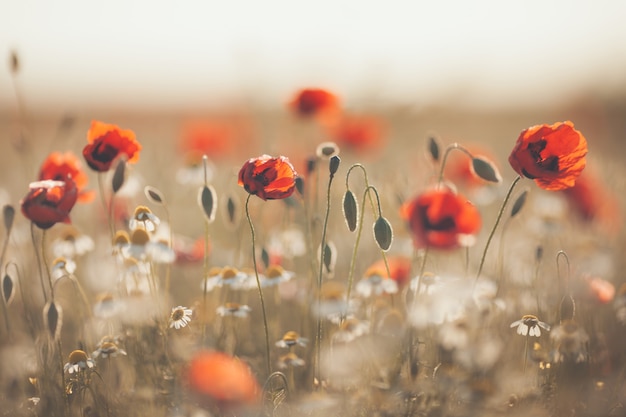 봄, 양 귀 비 꽃 양귀비 속 rhoeas의 필드 톤 사진