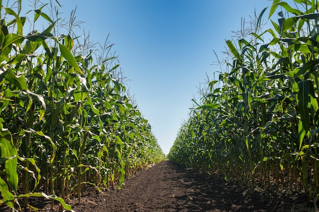 Field corn rows, close up and blue sky