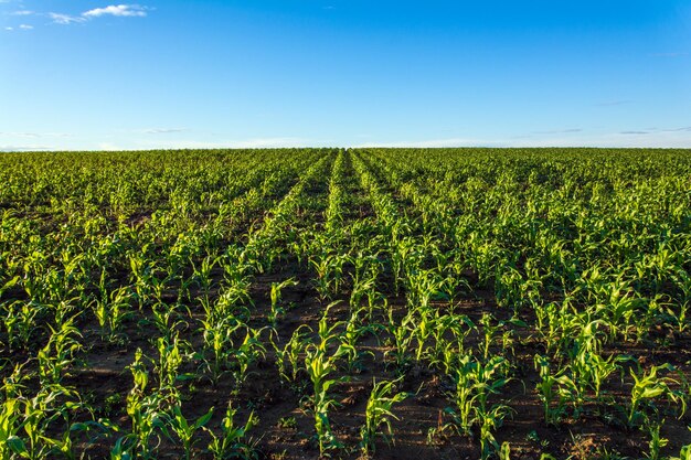 A field of corn with a blue sky in the background