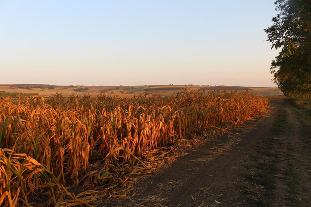 A field of corn with a dirt road