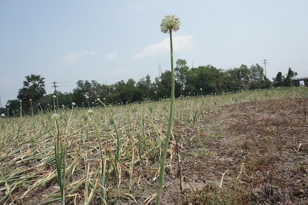 Photo a field of corn with a sprinkler in the background