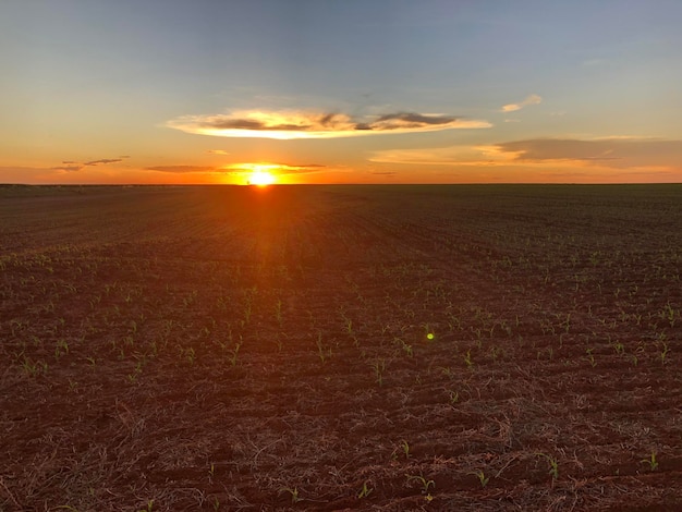 a field of corn with the sun setting behind it