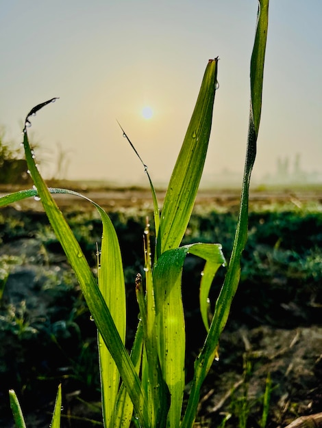 A field of corn with the sun setting behind it