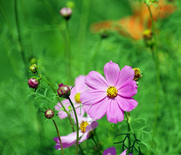 Field of cosmos flower background