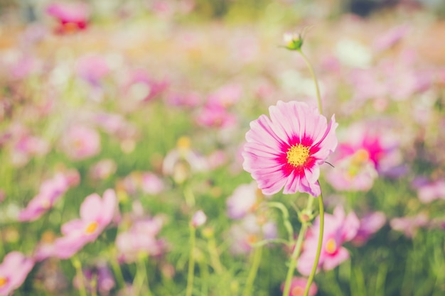 Field cosmos flower and sky sunlight with Vintage filter.