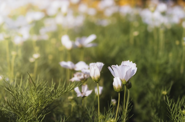 Field of cosmos flower