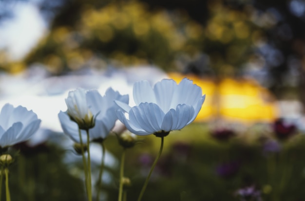 Field of cosmos flower