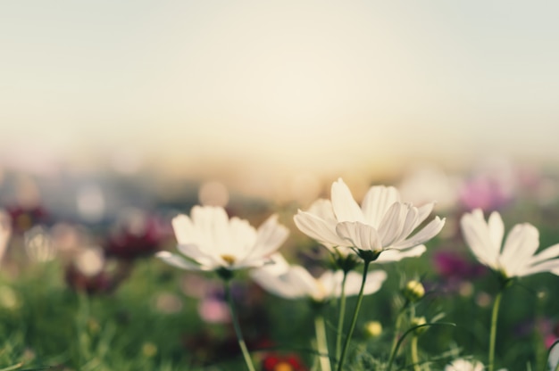 Field of cosmos flower