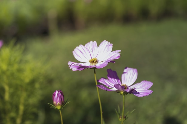 Field of cosmos flower