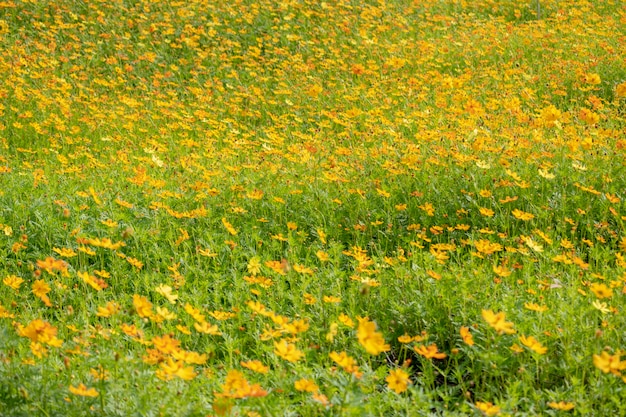 Field of cosmos flower