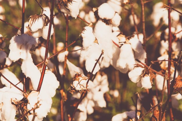 Field of cotton ready for harvest