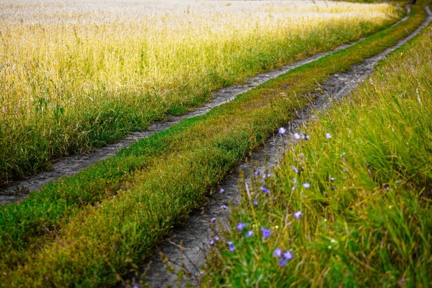 밀이나 호밀밭의 시골길은 따뜻한 여름날의 화려한 풍경