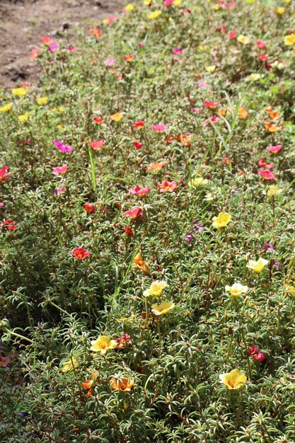 Field covered with beautiful flowers in summer time