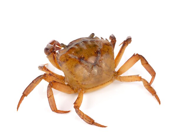 Field crab on white background