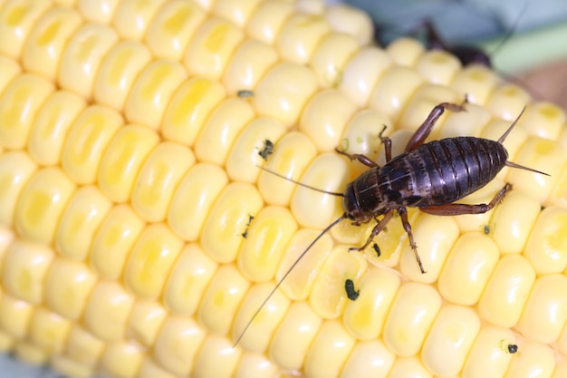 Field Cricket, Gryllus