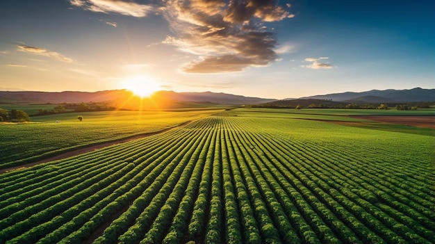 a field of crops with the sun setting in the background
