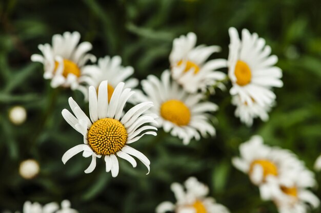 A field of crystal white camomiles against a juicy summer grass. 