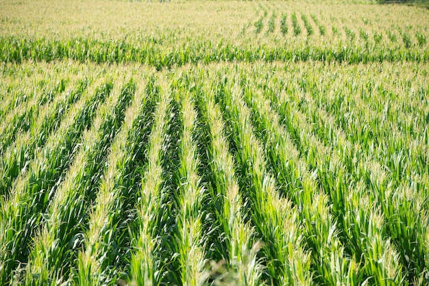 Field cultivated with maize