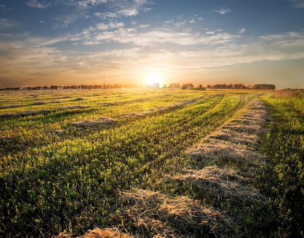 Field of cut grass in the autumn