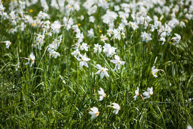 Field of daffodils in the summer