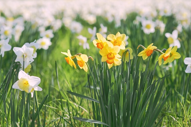 A field of daffodils with one of the flowers in the foreground.