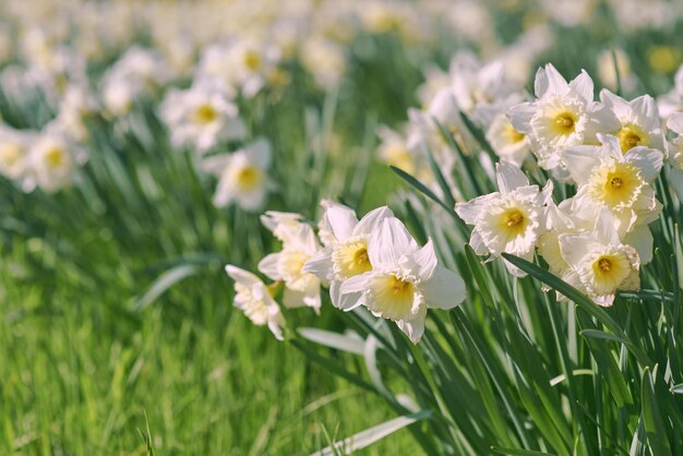 Un campo di narcisi con sopra la parola narcisi