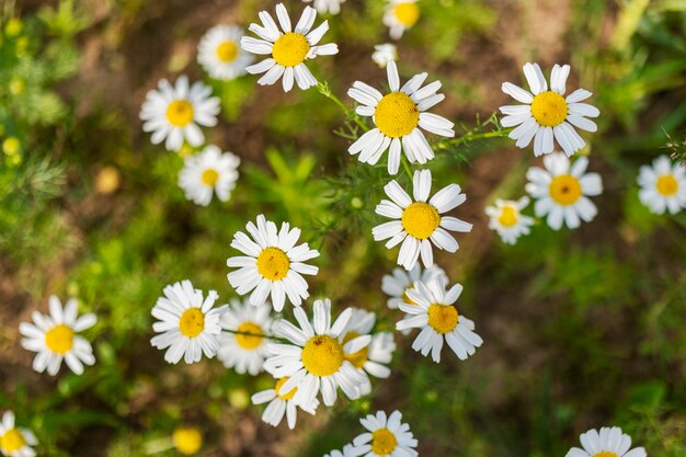 Field daisies. Close-up. Weed grass. Bright summer wild flowers.