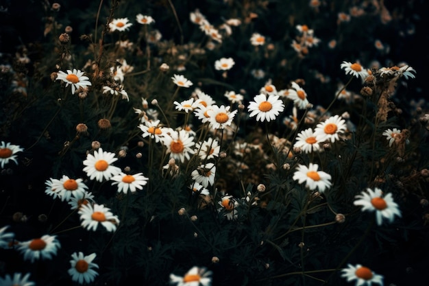 A field of daisies in the dark