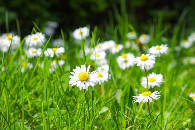 A field of daisies is surrounded by grass and the sun is shining