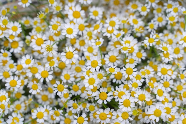 ヒナギクのフィールド花がたくさん花の背景美しい自然カモミールの風景