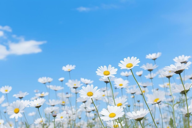 A field of daisies with a blue sky in the background
