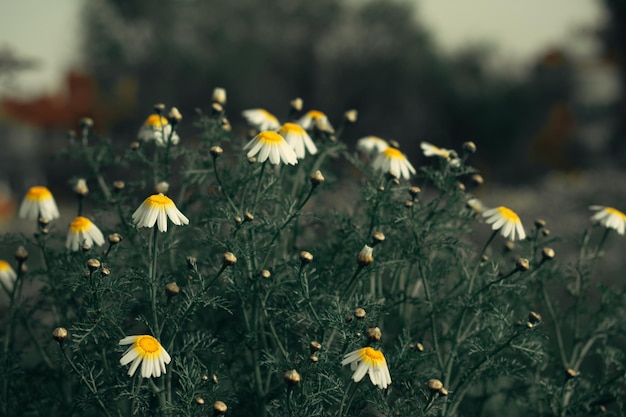 a field of daisies with a blurry background