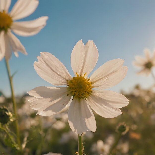 a field of daisies with the sun behind them