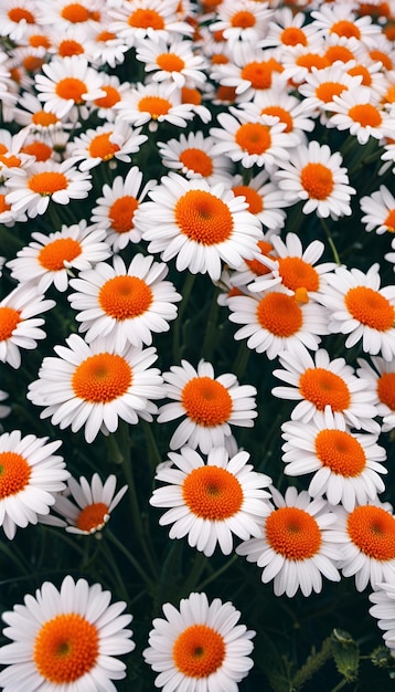 A field of daisies with a white background