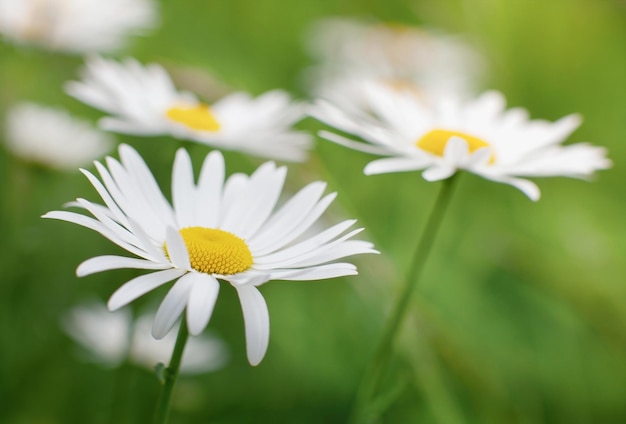 A field of daisies with the word daisy on the bottom