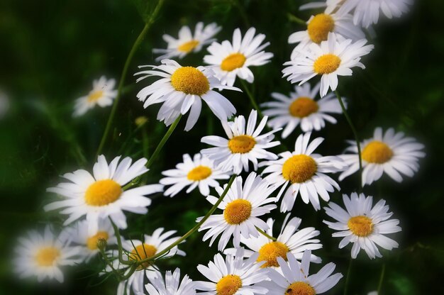 Field of daisies