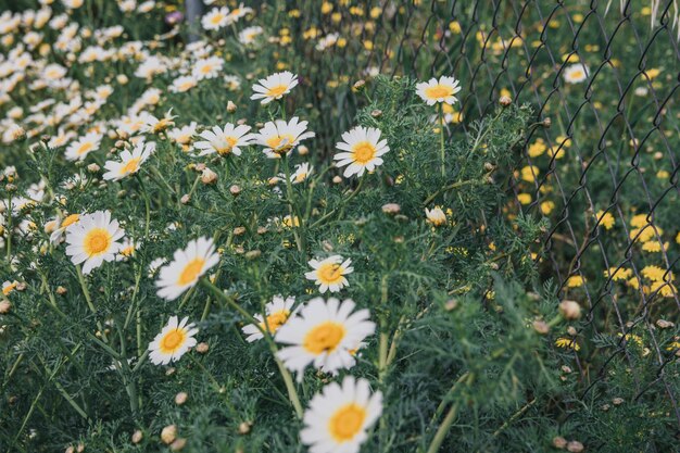 Photo field of daisy flowers during spring white daisy flower background