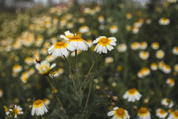 Field of Daisy flowers during Spring white daisy flower background