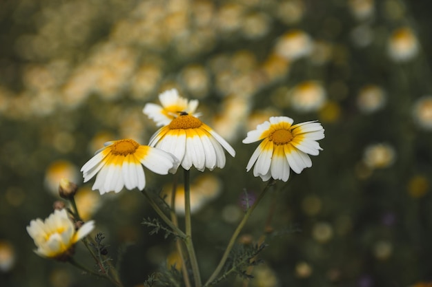 春の白いデイジーの花の背景