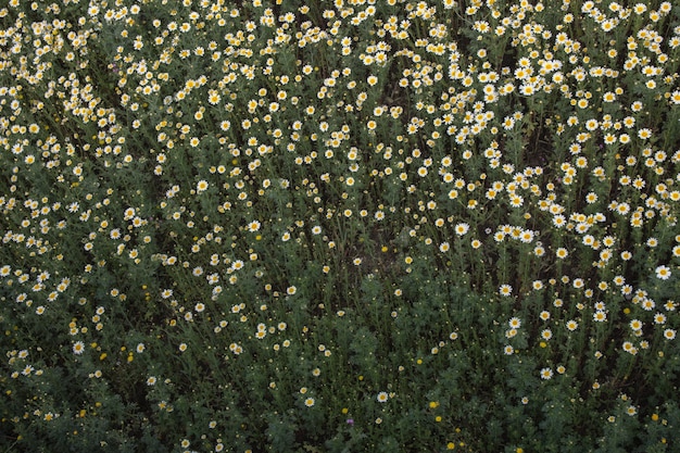 春の白いデイジーの花の背景