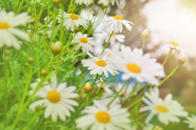 Field of daisy flowers