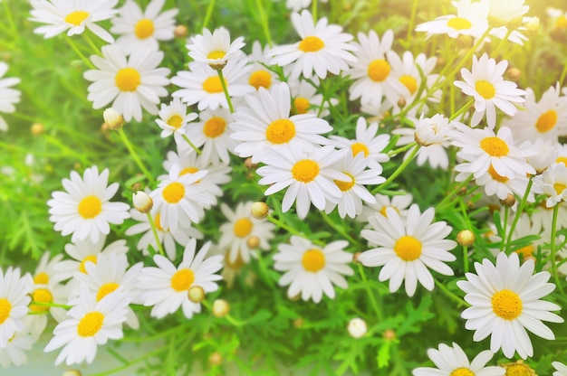 Field of daisy flowers