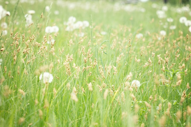 Field of dandelions. Amazing field with white dandelions at sunset. 