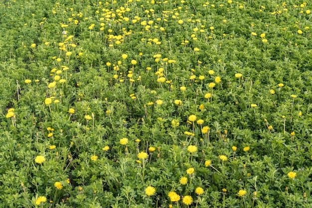Field of dandelions on a green background